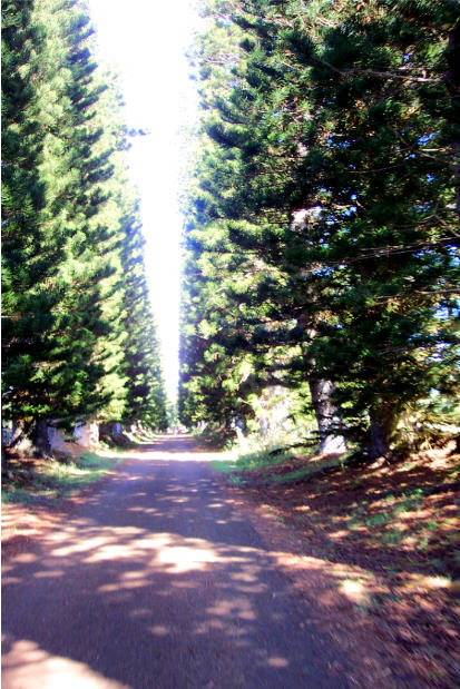 Roadway to Kipu ranch