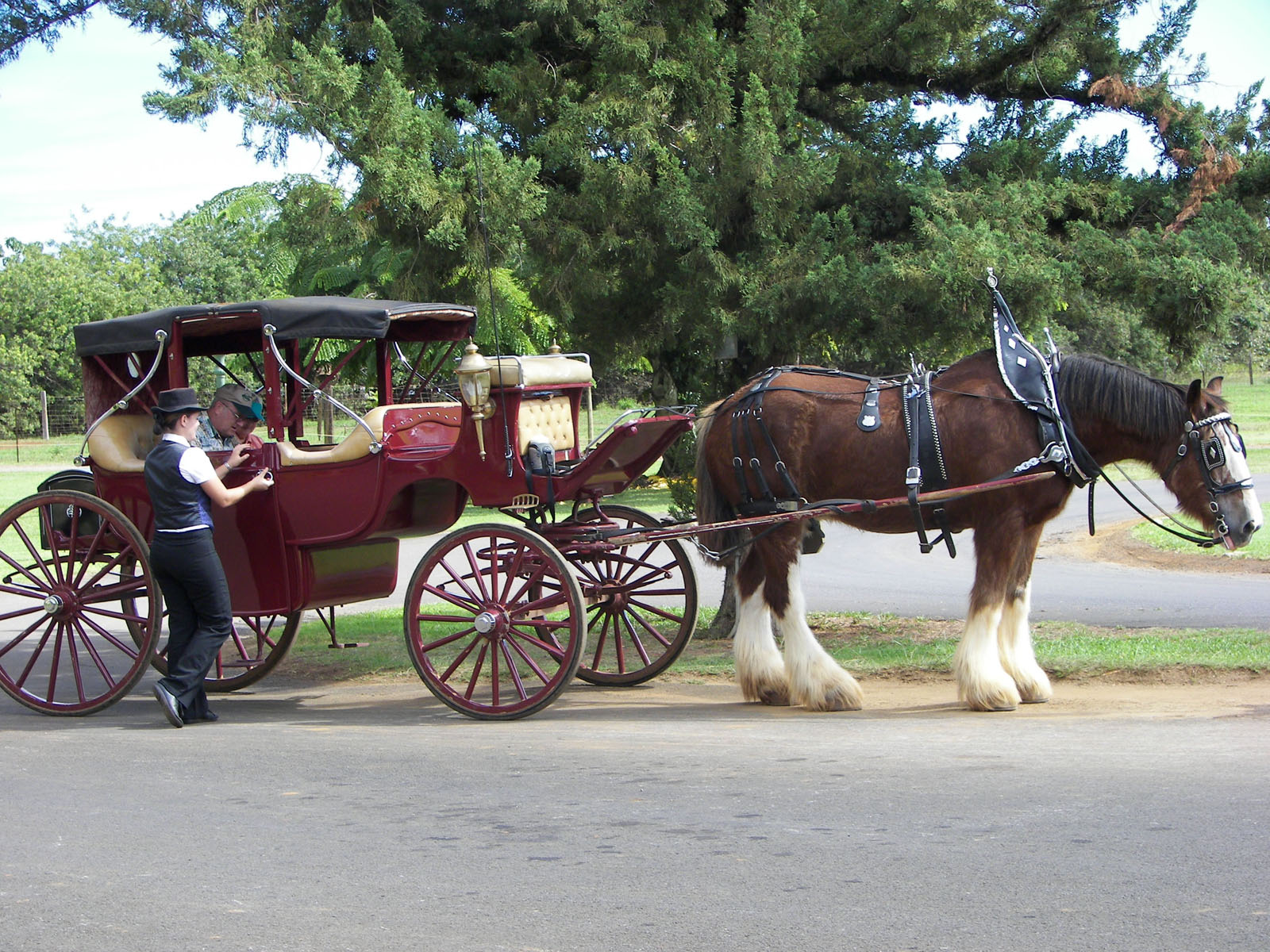 Clydesdale carriage at Kilohana plantation