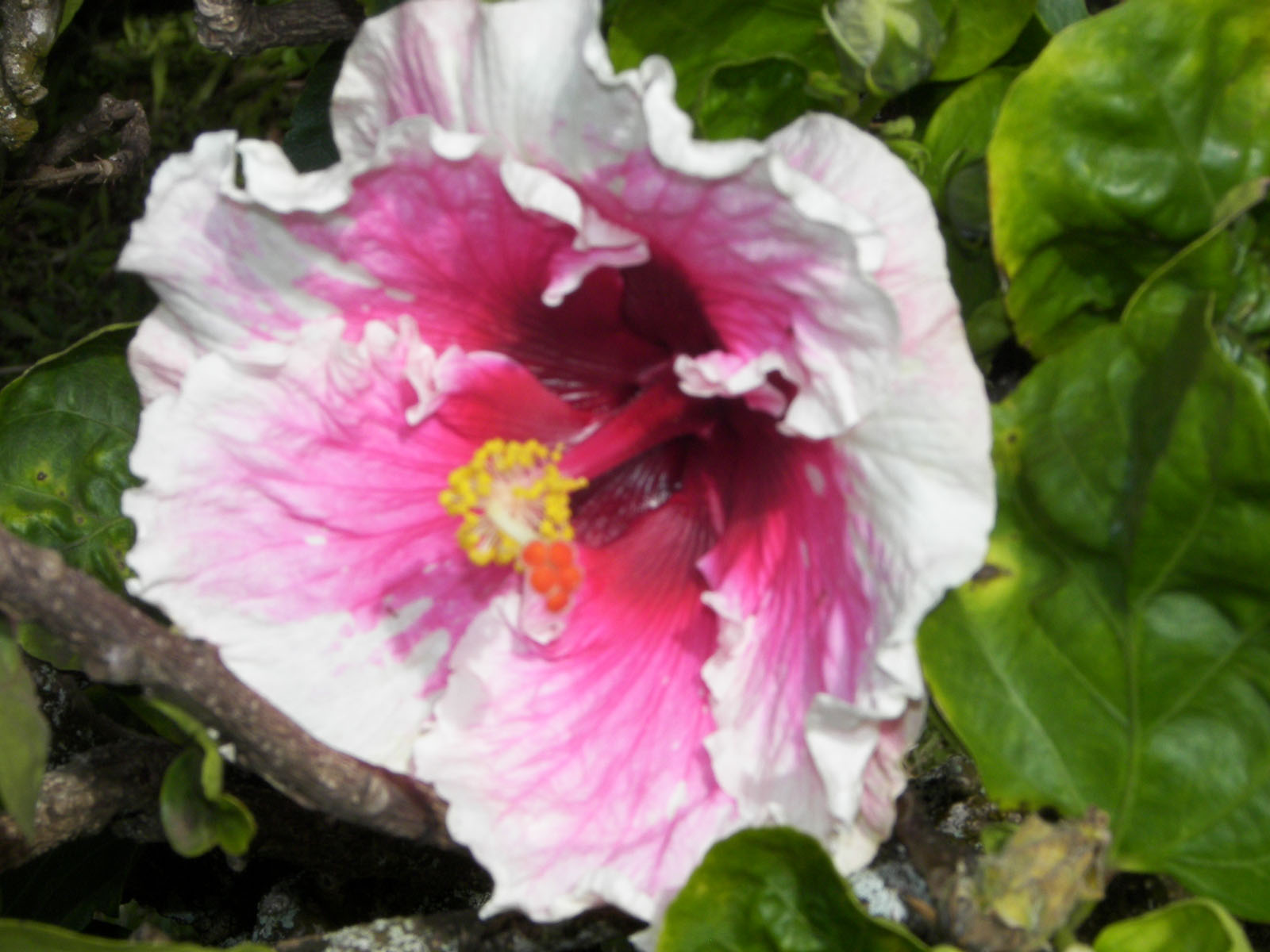 Ruffled hibiscus