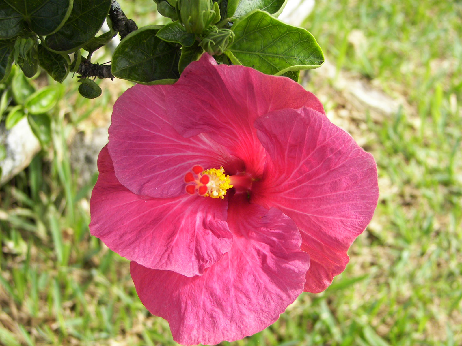 A pink hibiscus