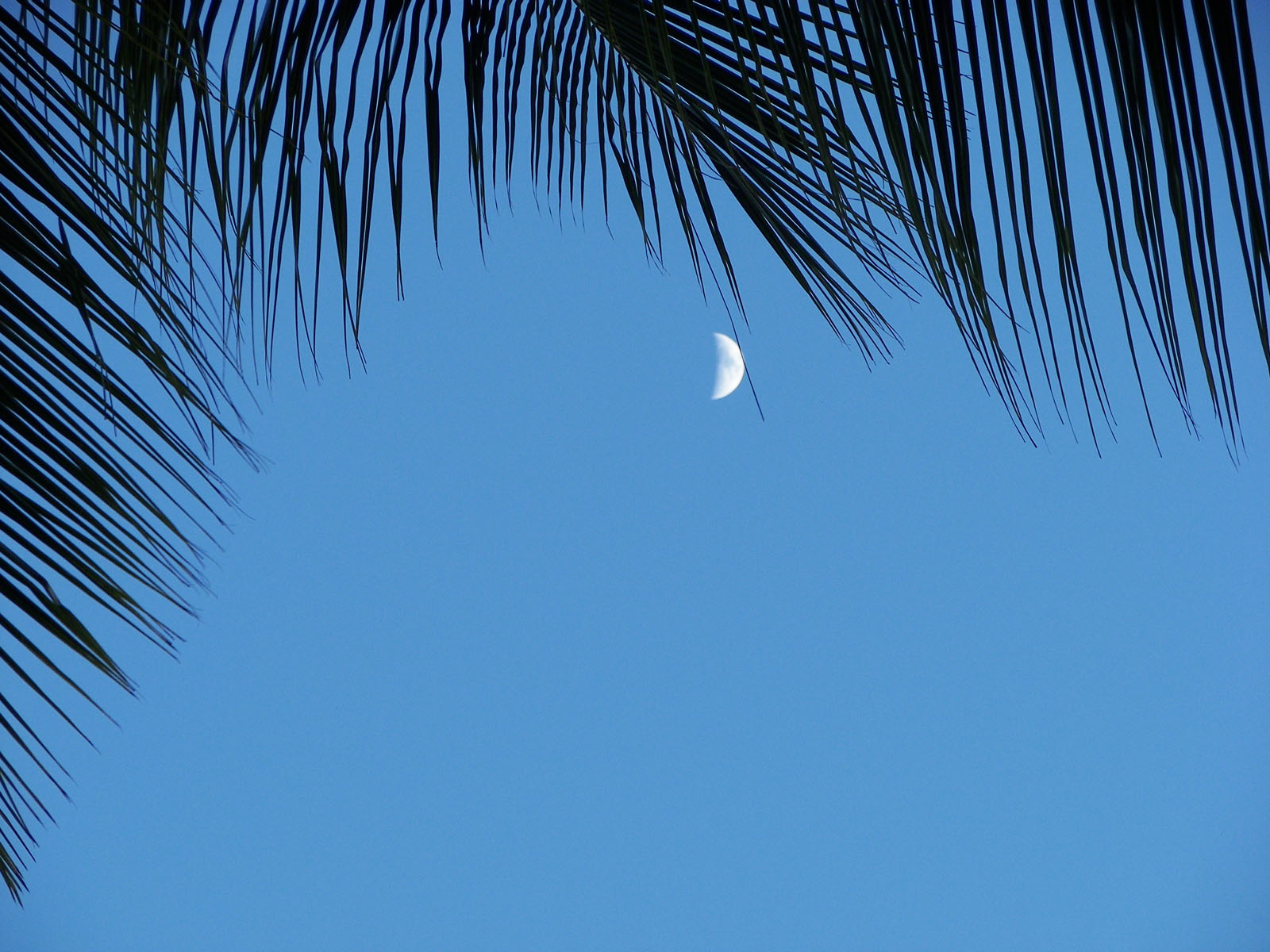 Moon in the palms