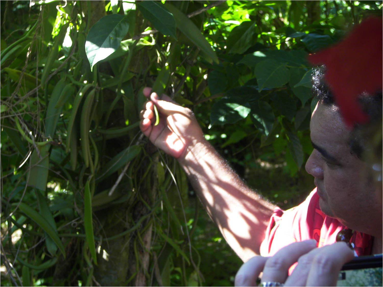 Our Tahaa tour guide explaining about the vanilla beans.