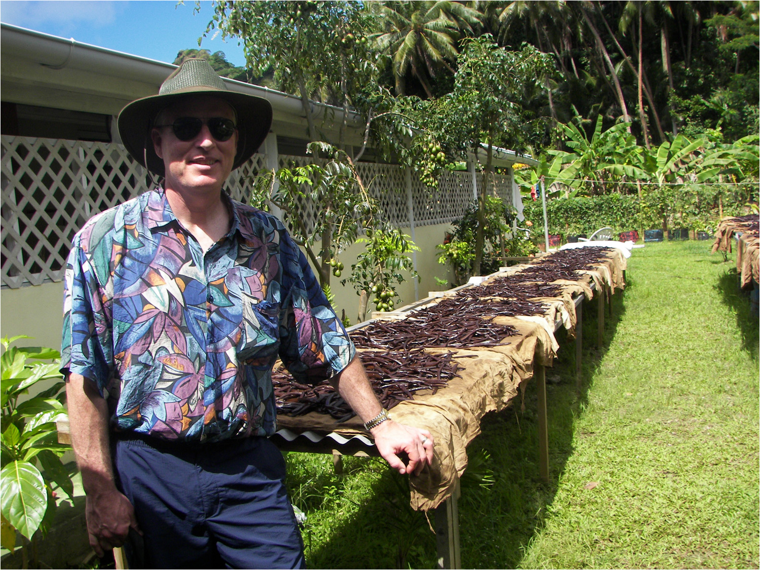 Vanilla beans baking in the sun.