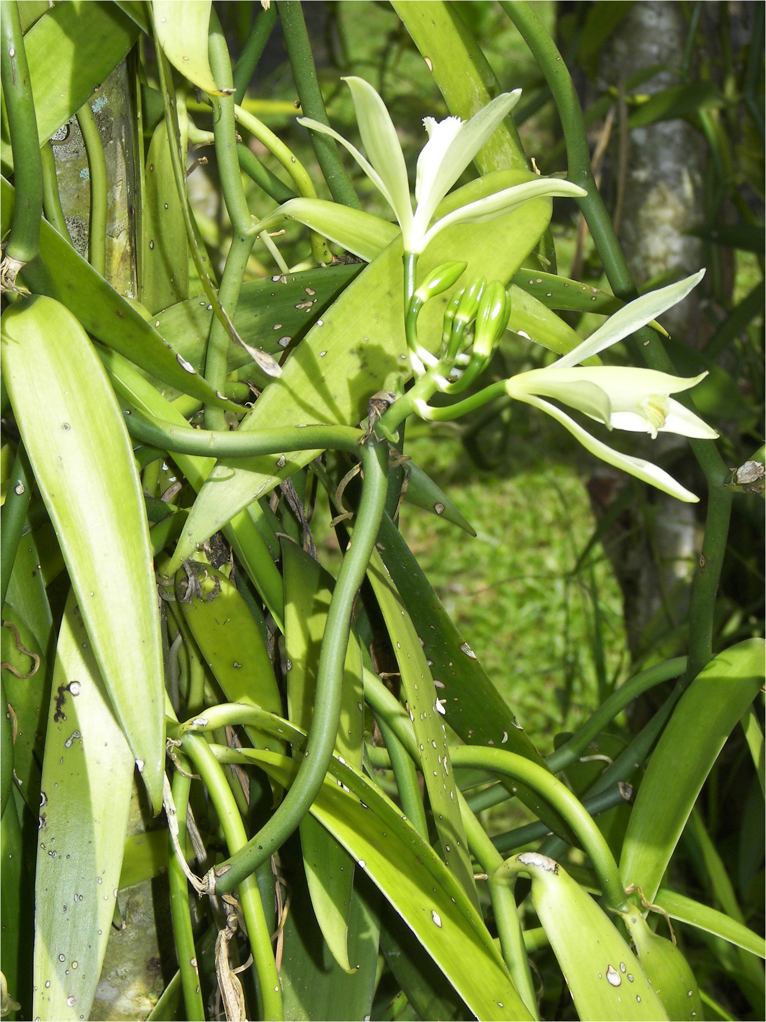 Vanilla vine with flower. The vanilla flowers are pollinated by hand.