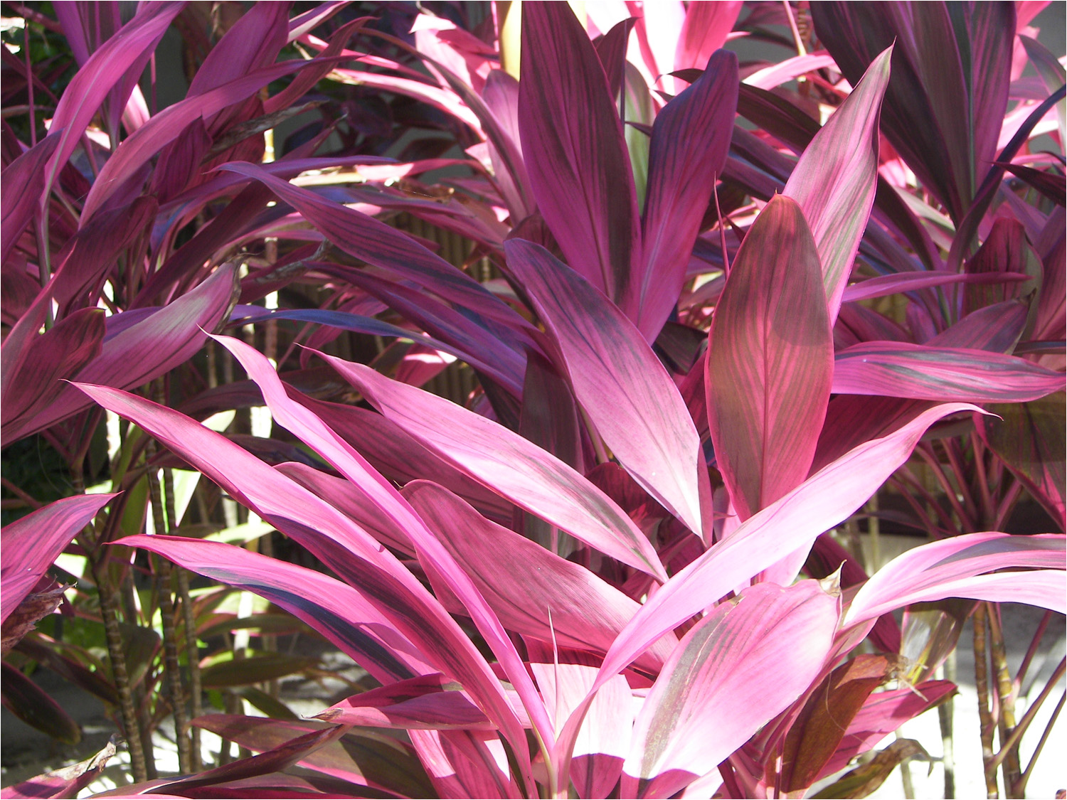 Some of the flowers at the  Intercontinental Bora Bora Le Moana Resort.