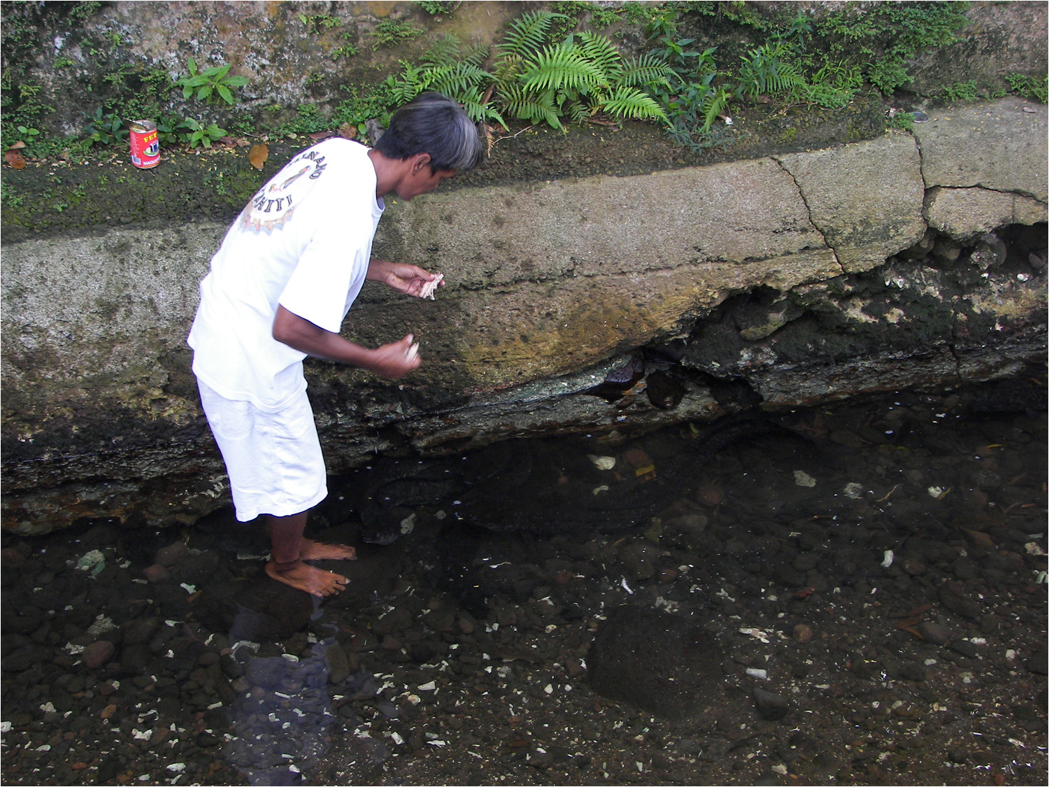 This was a stop on our Huahine tour to see the "sacred" Blue eyed eels.  They varied in length averaging  about 4 feet