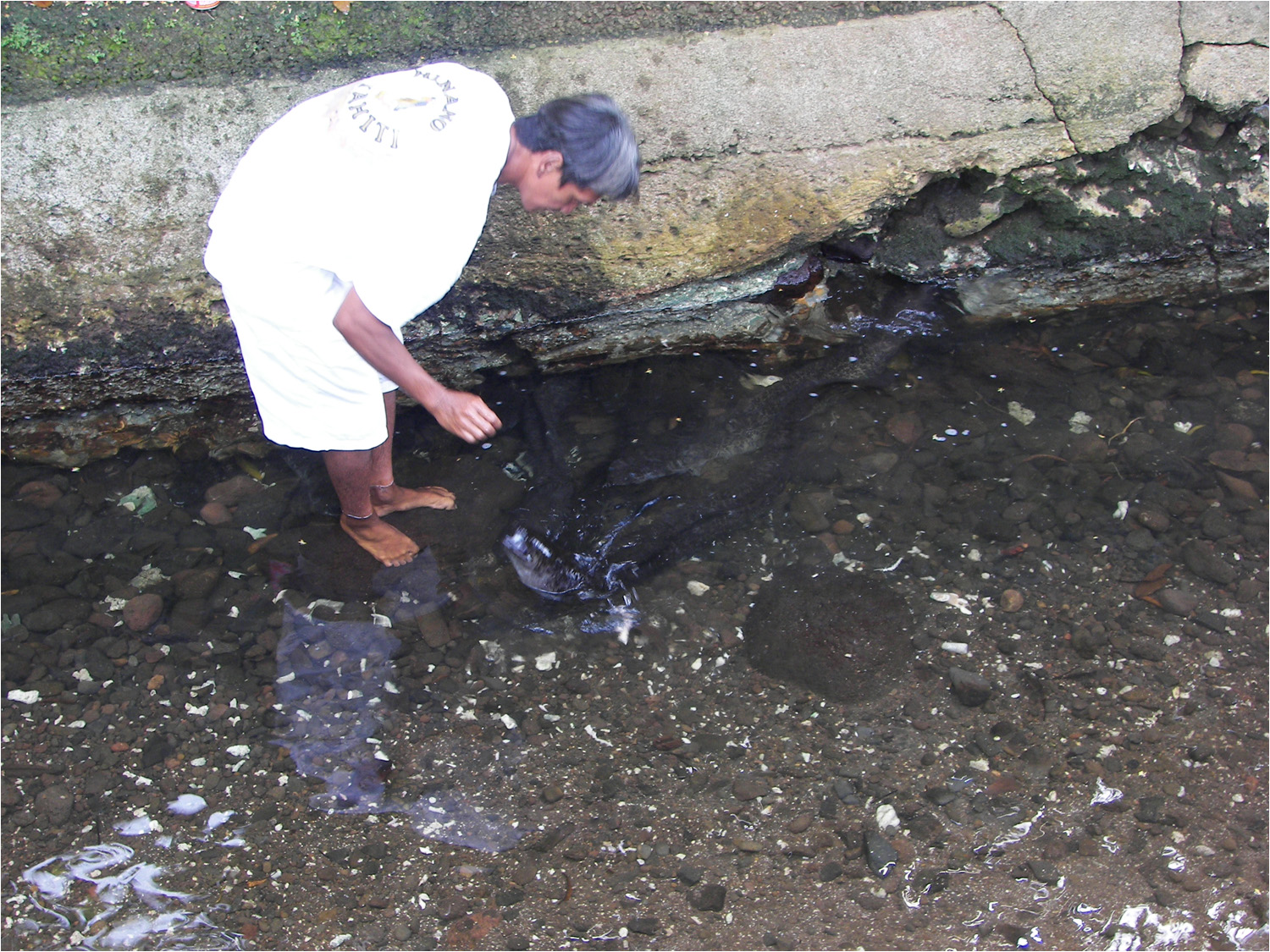 This was a stop on our Huahine tour to see the "sacred" Blue eyed eels.  They varied in length averaging  about 4 feet