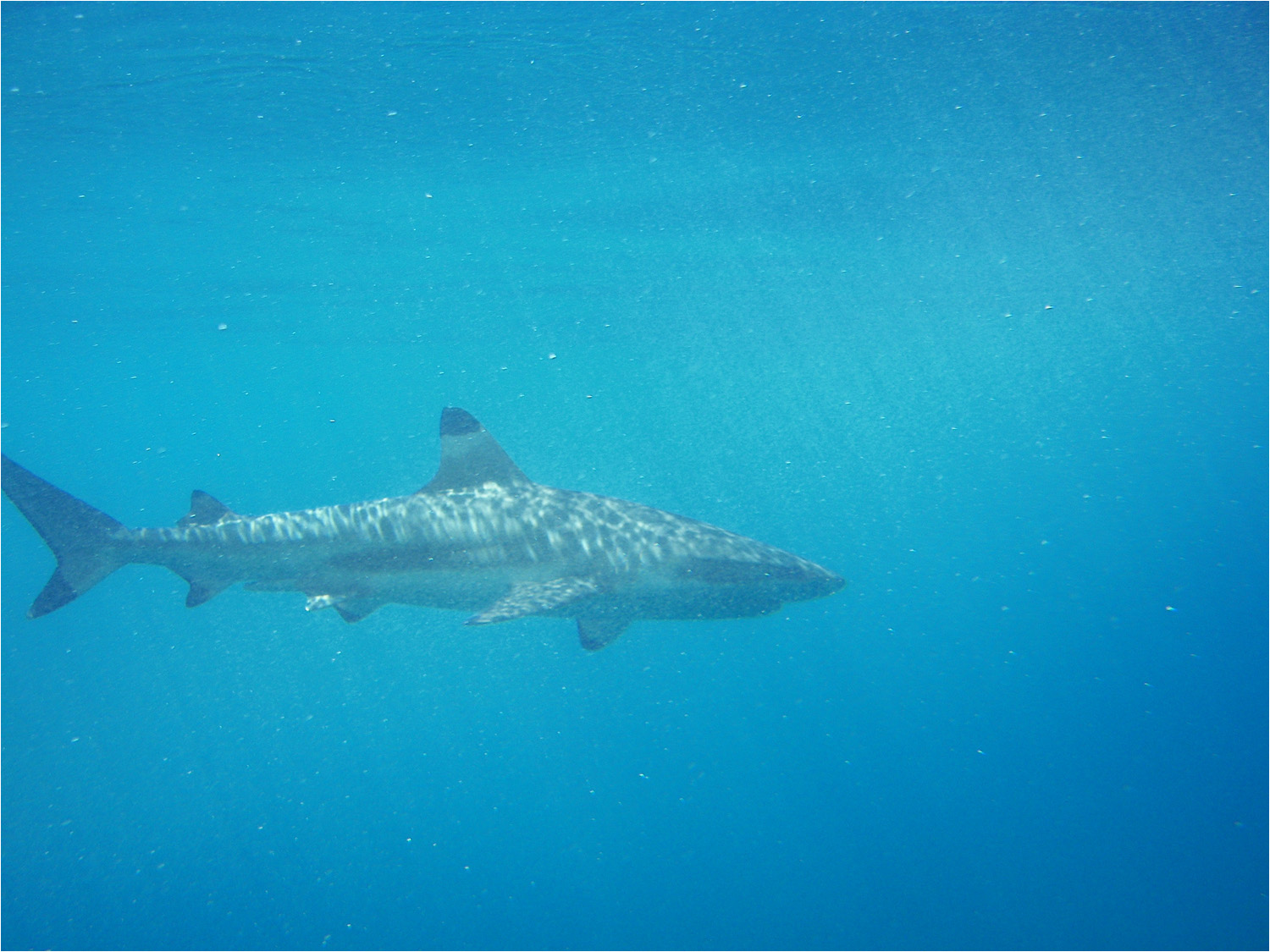 Several views from our glass bottom boat excursion in the lagoon of Moorea.  We later had a chance to swim with the black tipped reef sharks and sting rays.