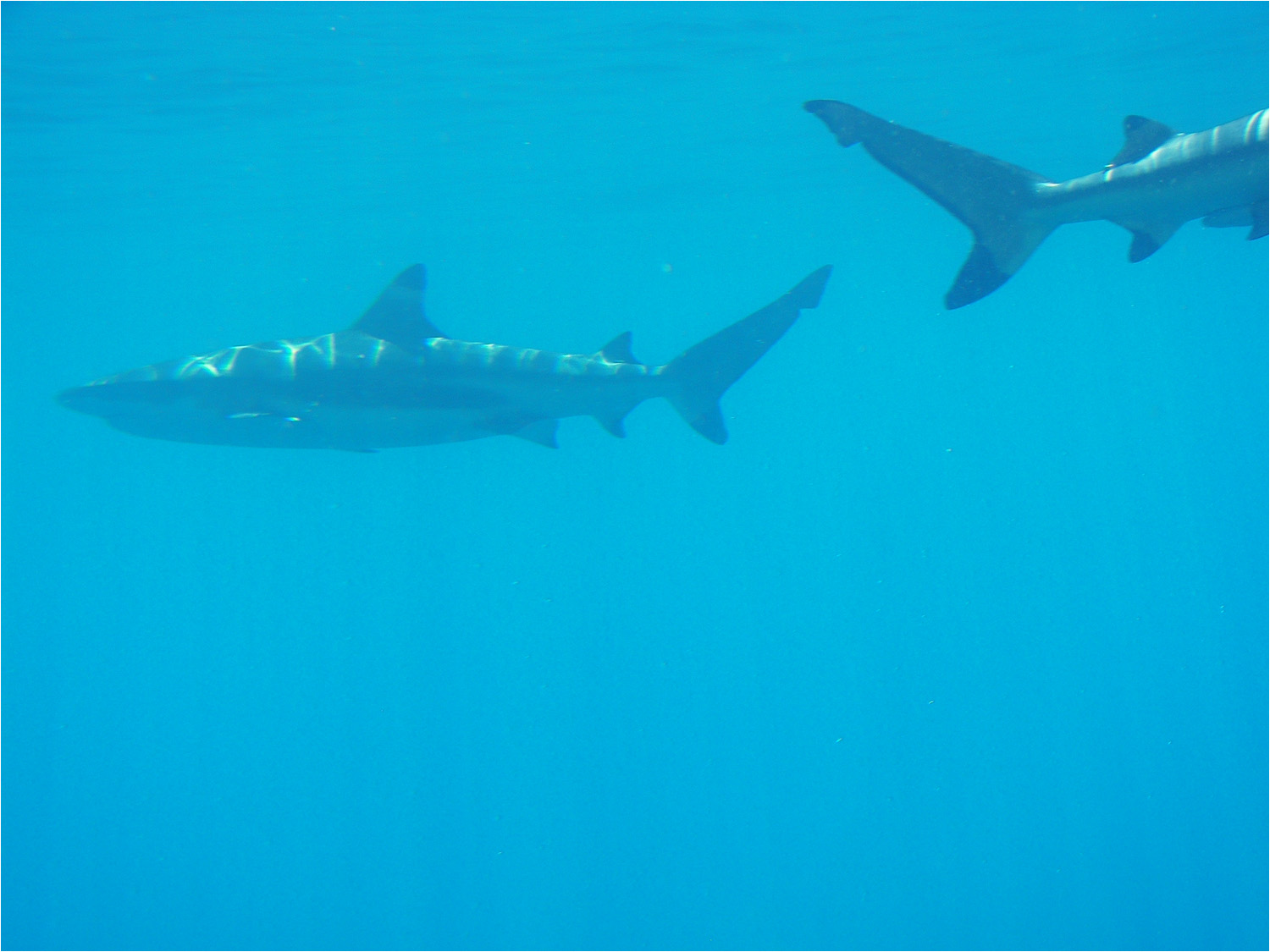 Several views from our glass bottom boat excursion in the lagoon of Moorea.  We later had a chance to swim with the black tipped reef sharks and sting rays.