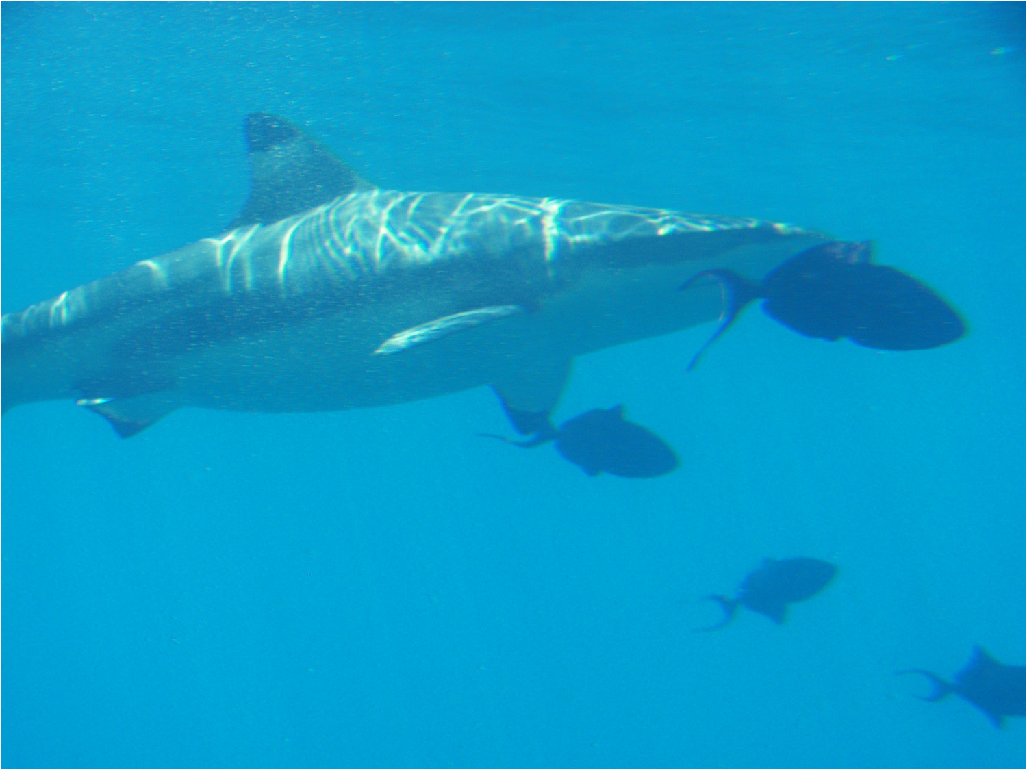 Several views from our glass bottom boat excursion in the lagoon of Moorea.  We later had a chance to swim with the black tipped reef sharks and sting rays.