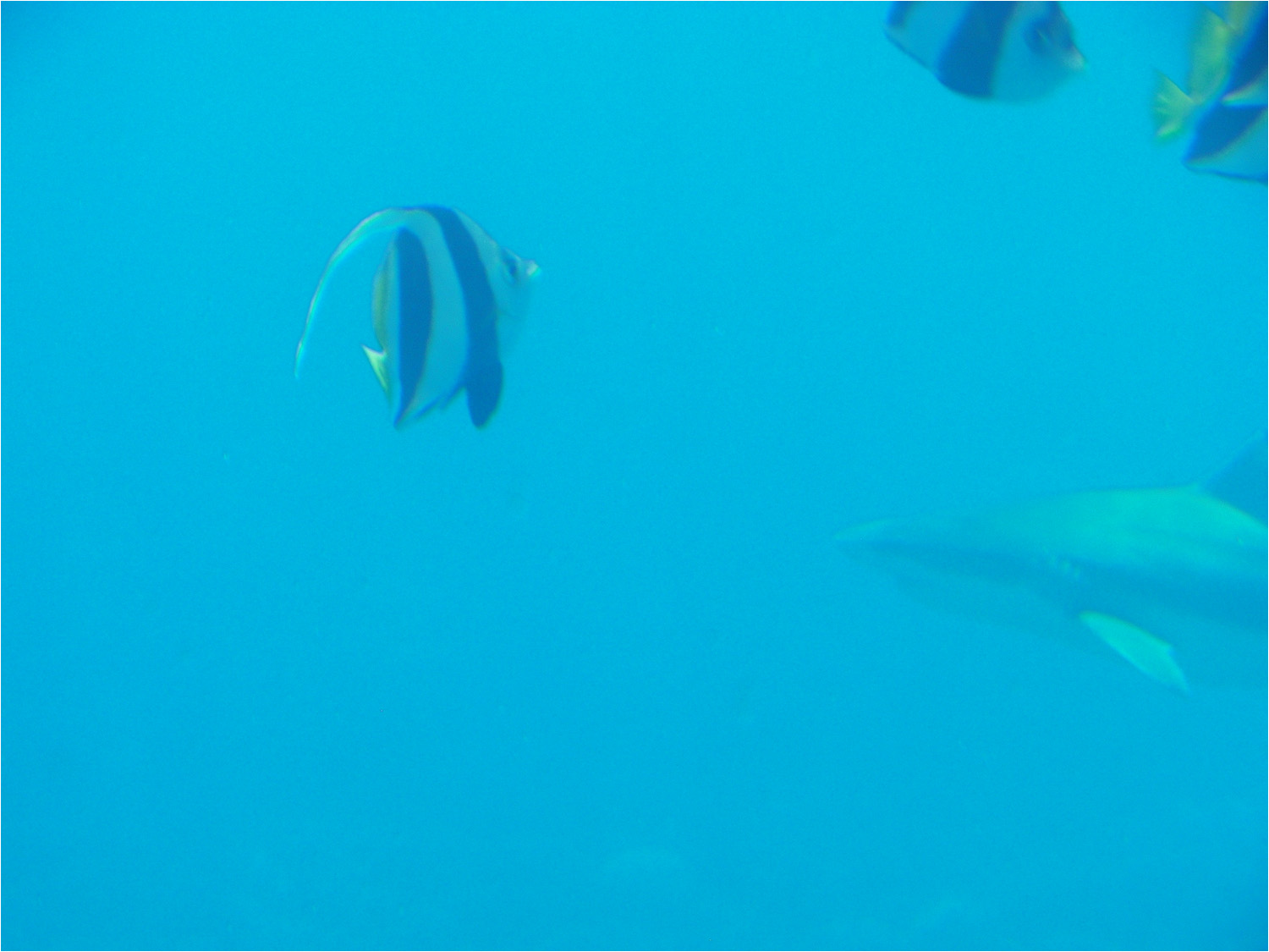 Several views from our glass bottom boat excursion in the lagoon of Moorea.  We later had a chance to swim with the black tipped reef sharks and sting rays.