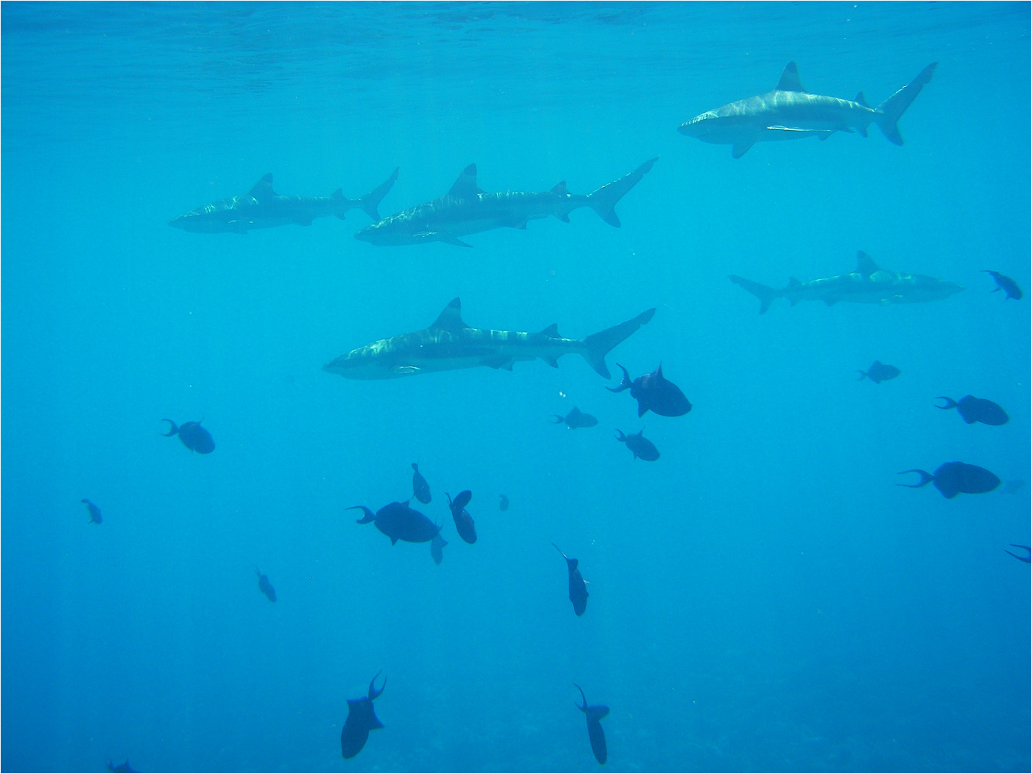 Several views from our glass bottom boat excursion in the lagoon of Moorea.  We later had a chance to swim with the black tipped reef sharks and stingrays.