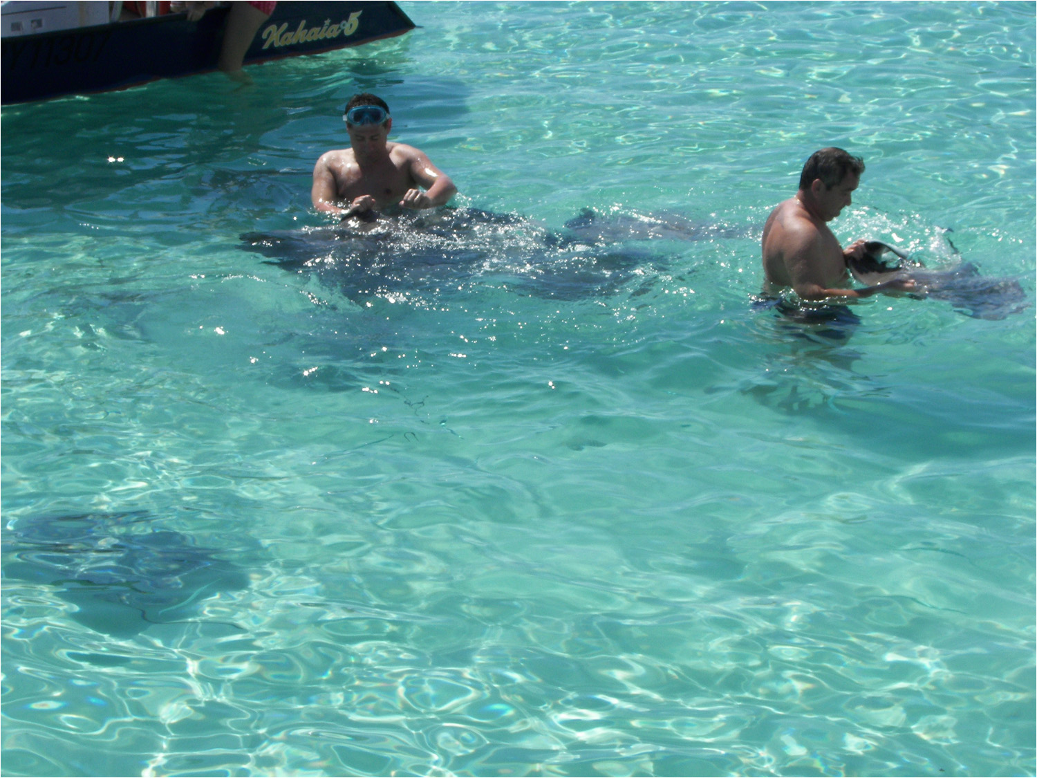 Feeding the stingrays