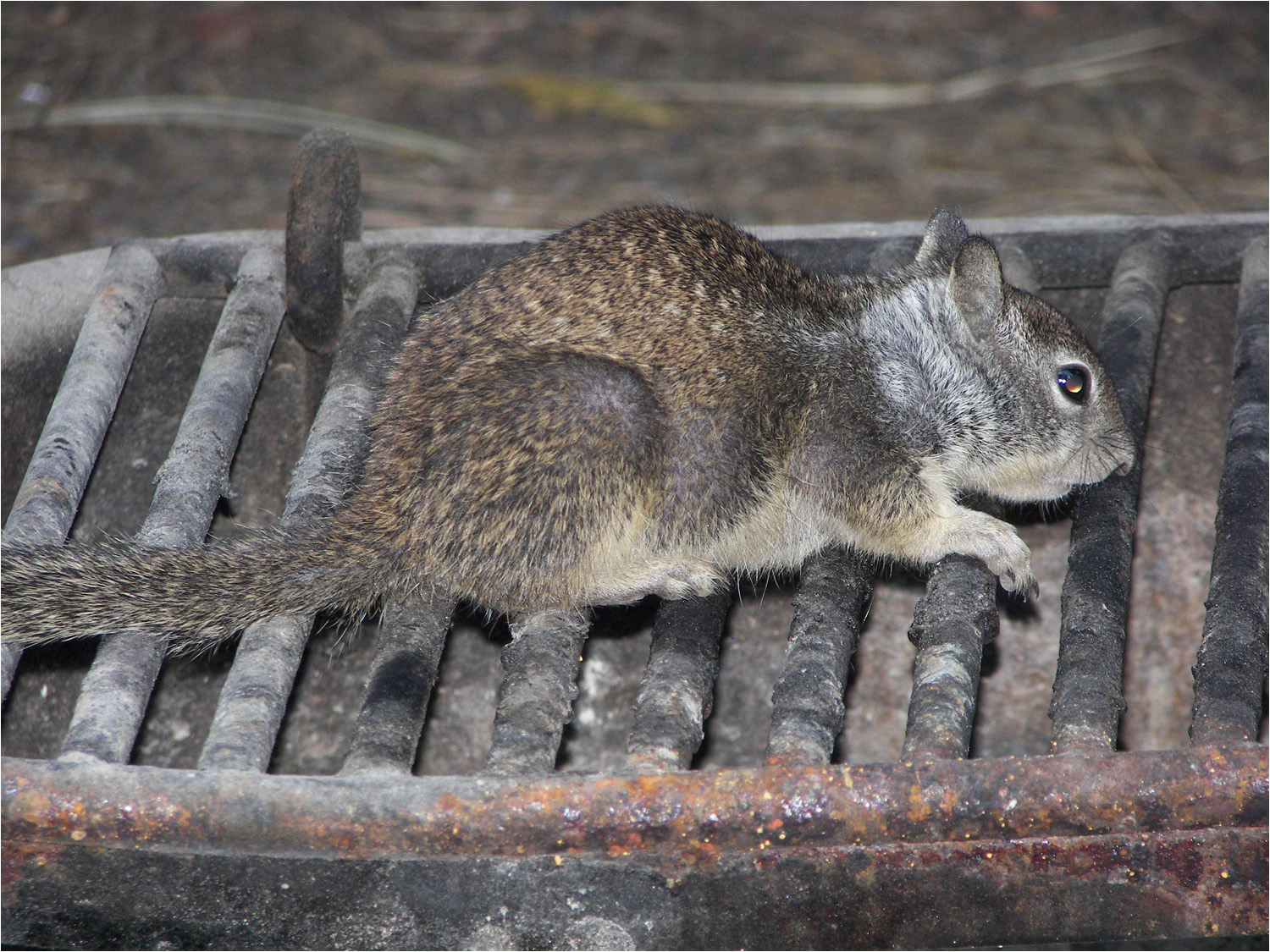 Housekeeping squirrel