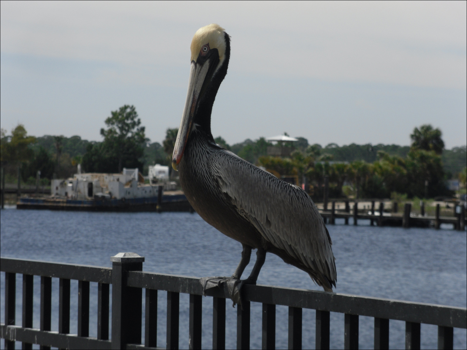 Pelican at the Carabelle, FL marina