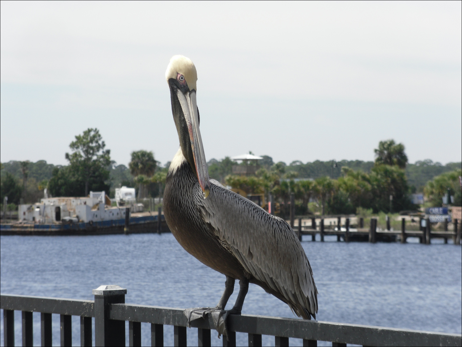 Pelican at the Carabelle, FL marina