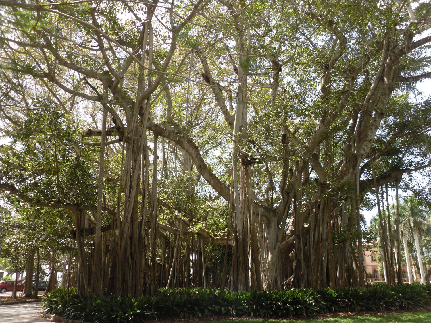 John & Mabel Ringling Museum-banyan trees