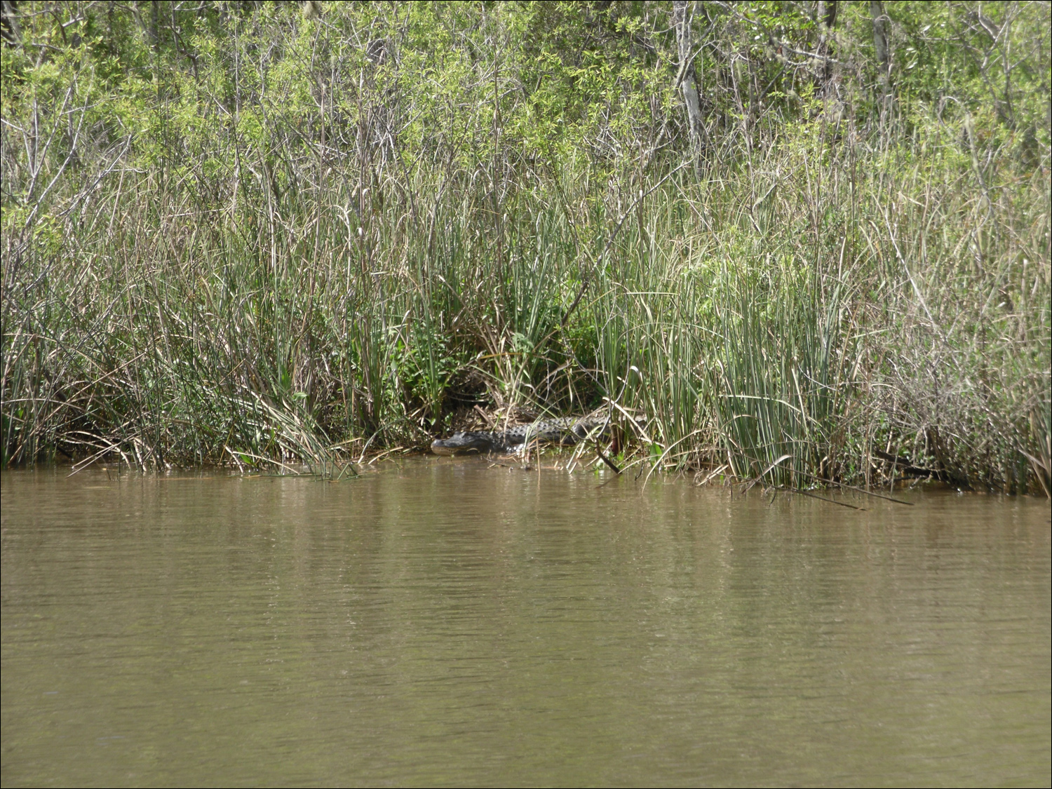Apalachicola River boat tour-alligator