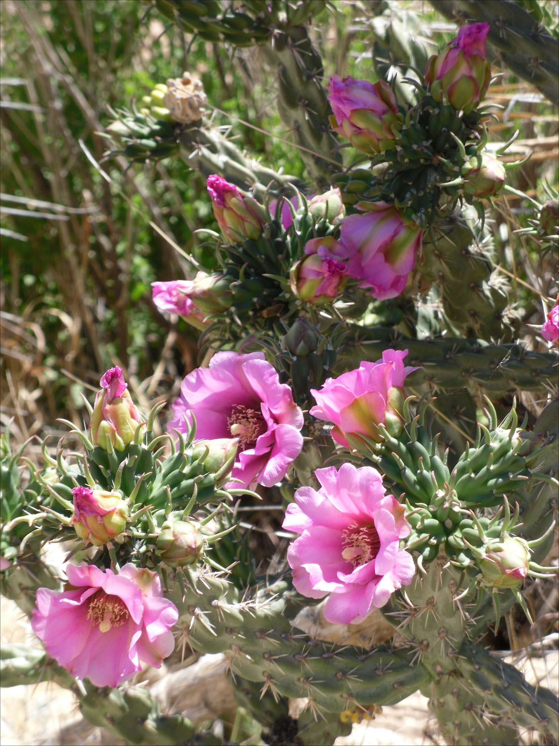 Carlsbad Caverns, NM-flowering cactus above ground