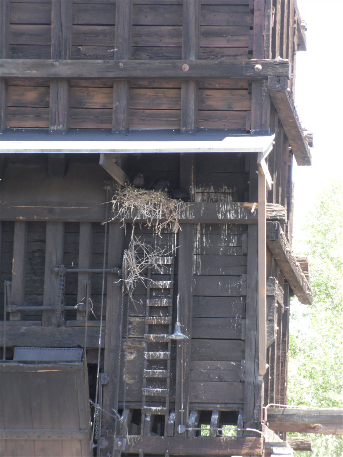 Chama, NM-Cumbres & Toltec Scenic Railroad-ravens nest