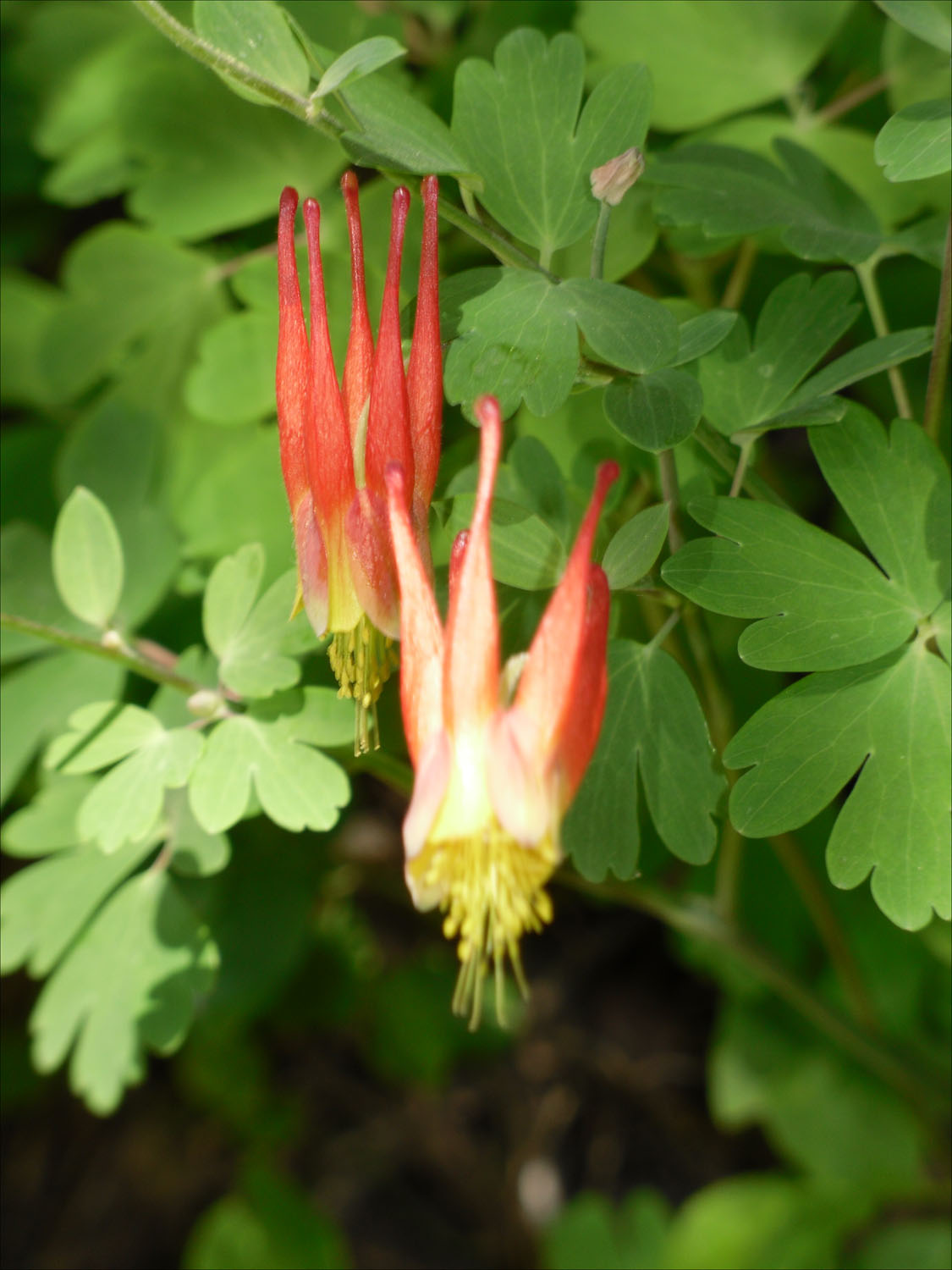 Treasure Falls, NM-flowers on trail