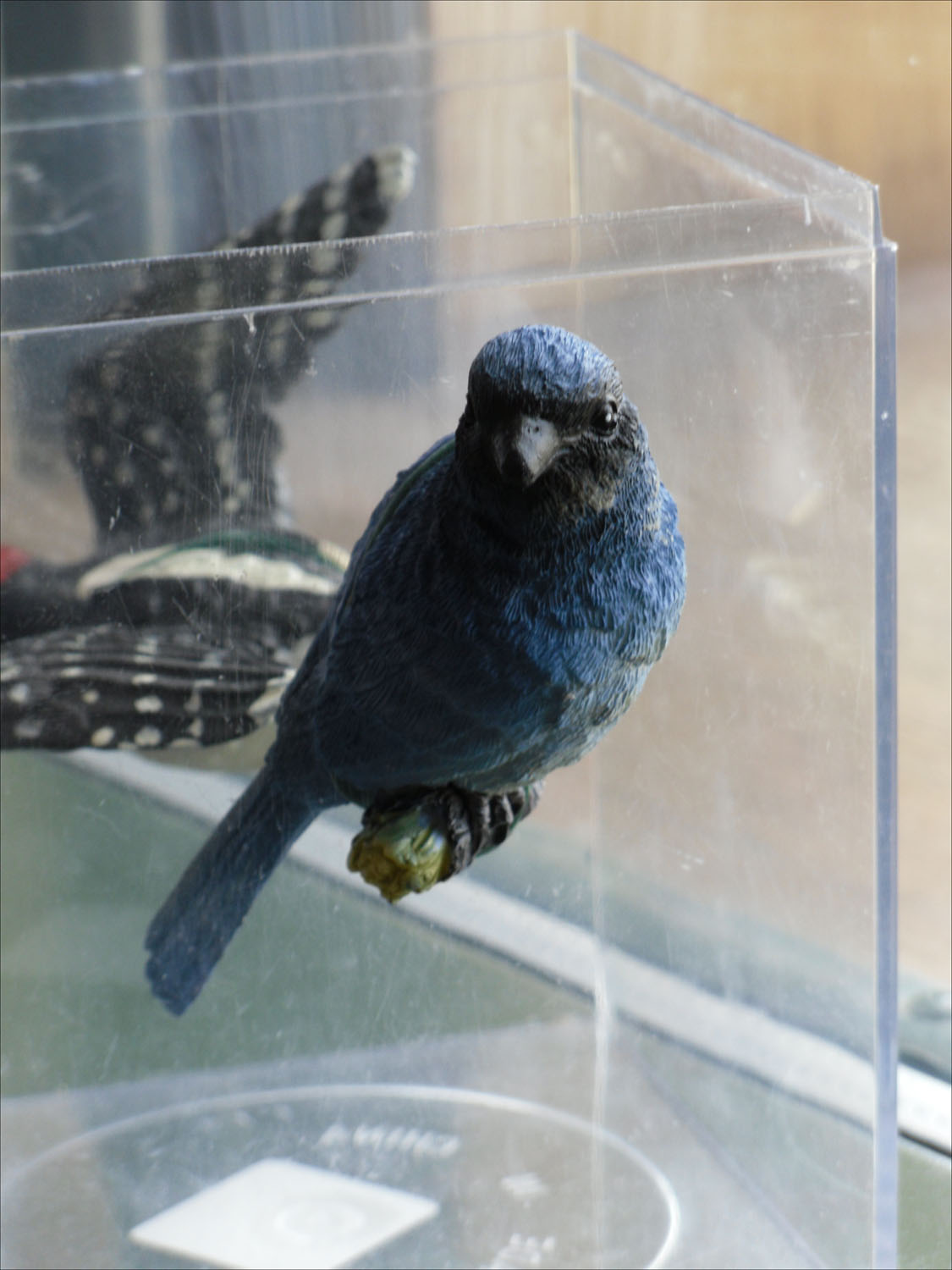 South Park Vicinity, CO-This is the small bird that lives in the birdhouses shown next