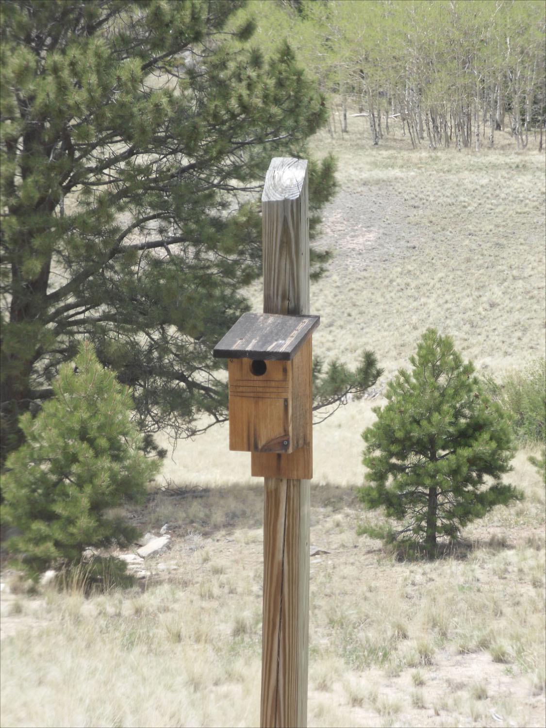 South Park Vicinity, CO-we saw hundreds of these along the road on fences, homes for the little blue bird