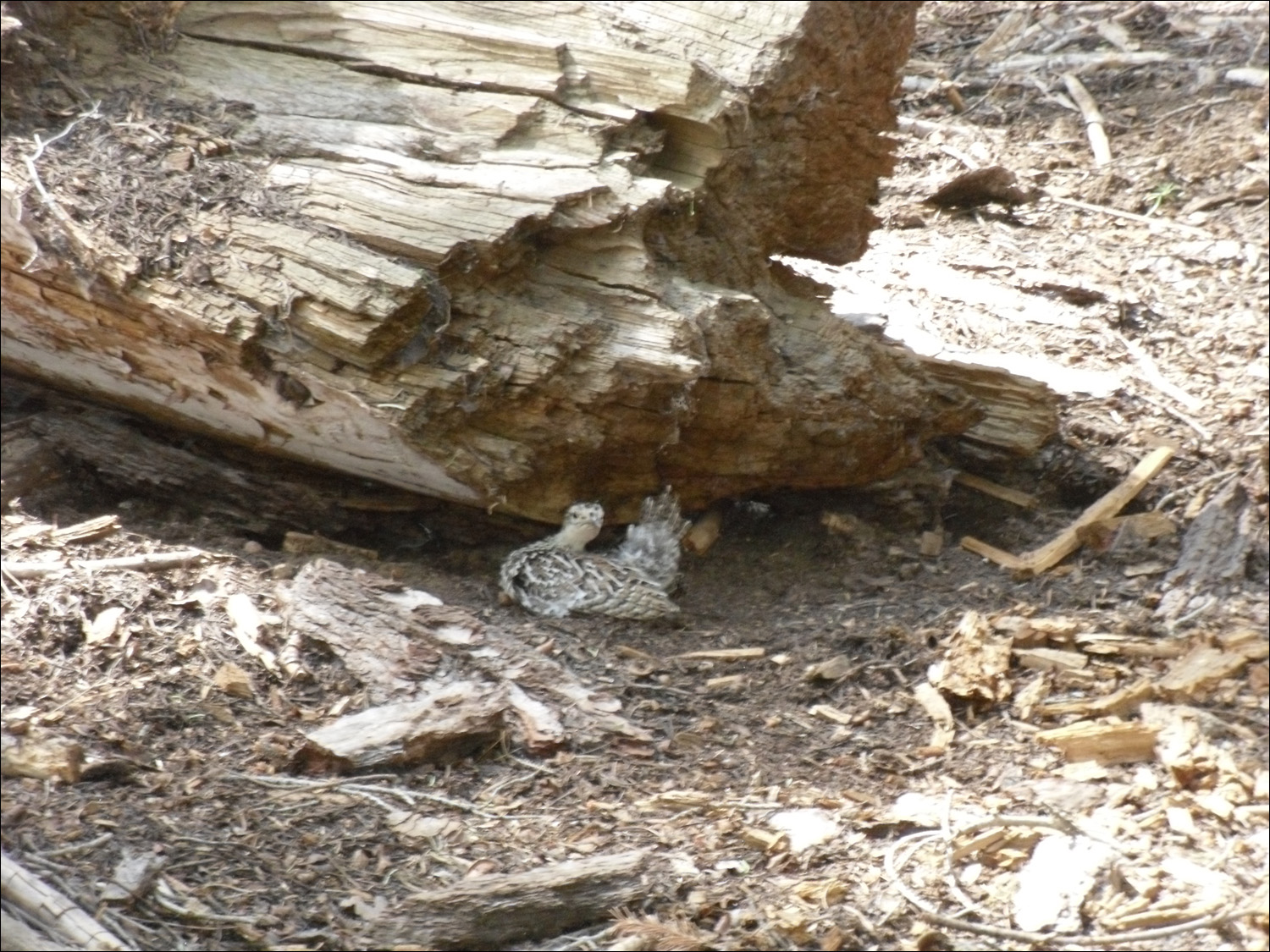 Hike up to Glacier Point- Wildlife along the way