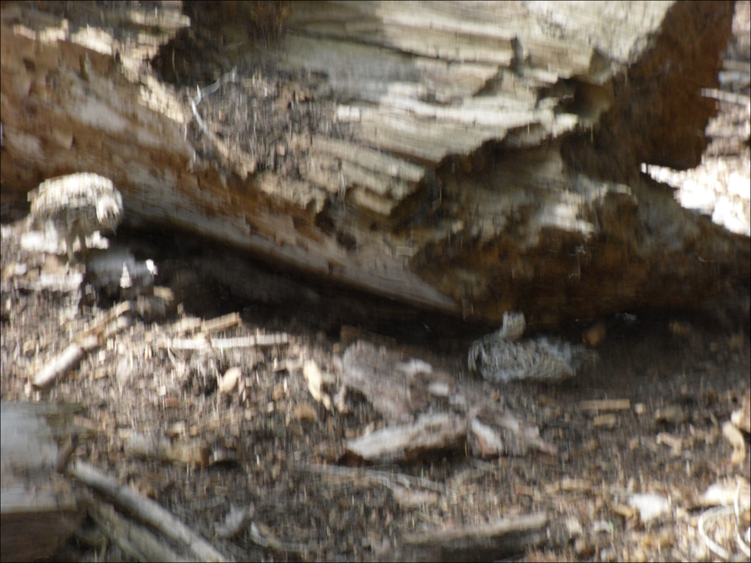 Hike up to Glacier Point- Wildlife along the way