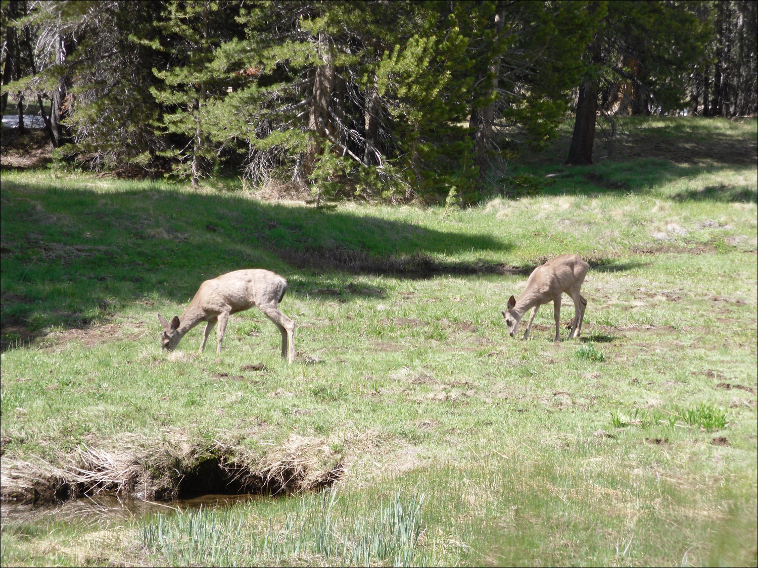 Deer grazing at Tuolomne Meadow