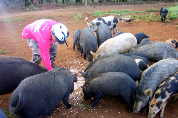 Stopping to feed the wild pigs