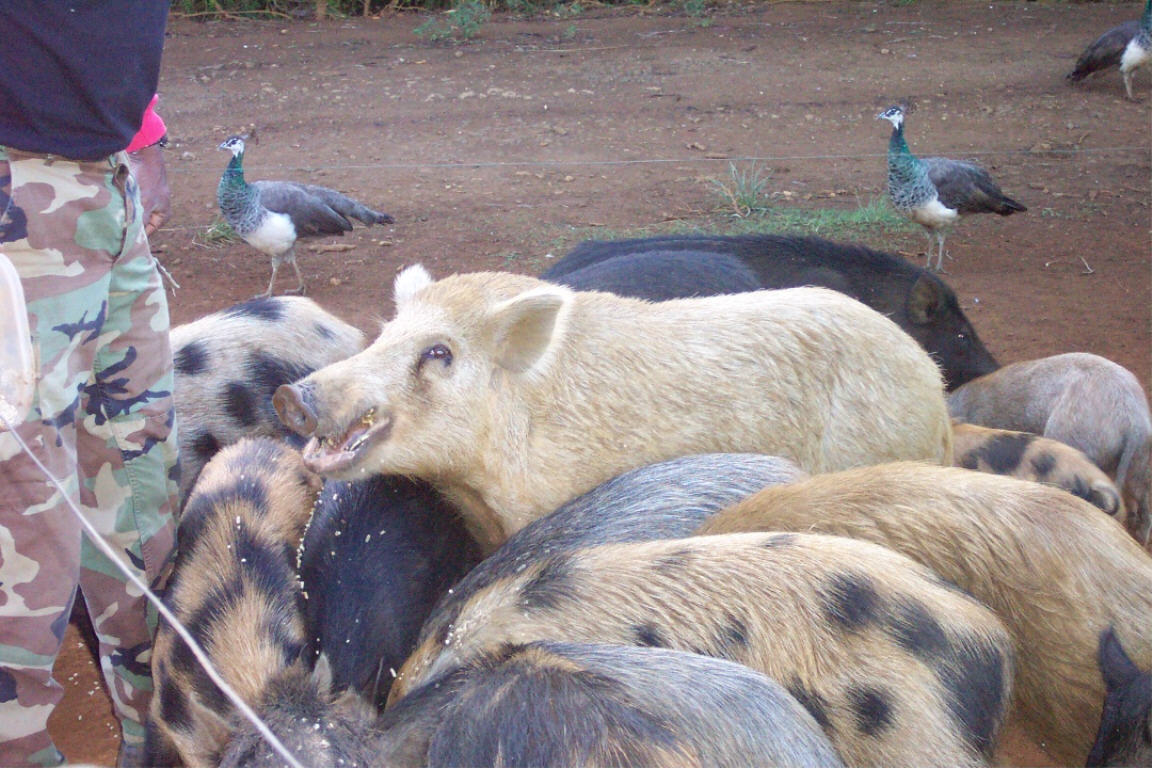 Pig feeding stop on ATV tour