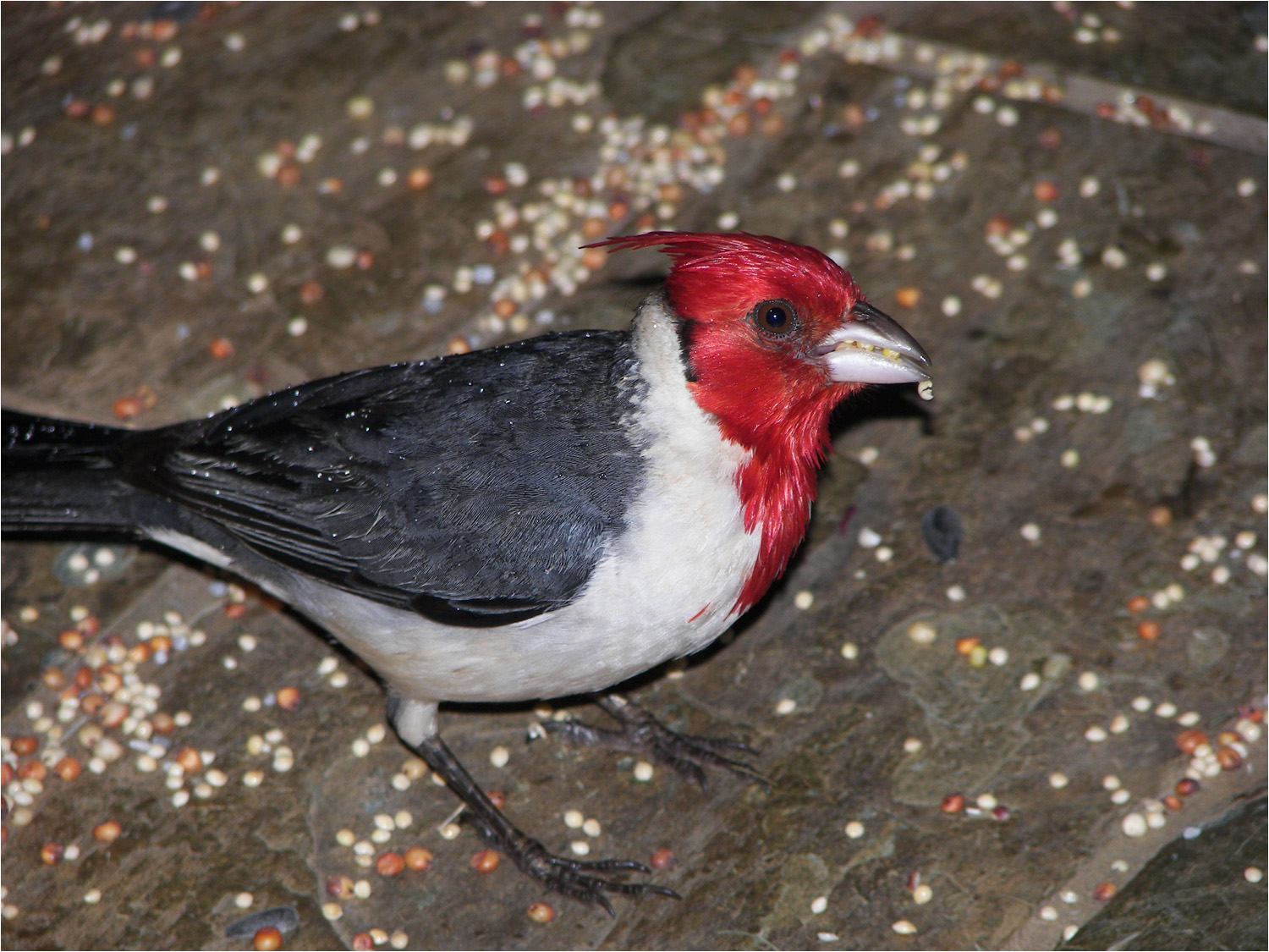 One of the birds to frequent the lanai