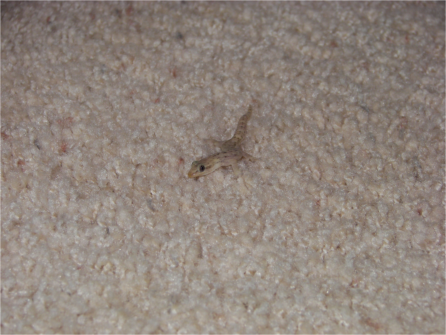 Gecko in our bedroom