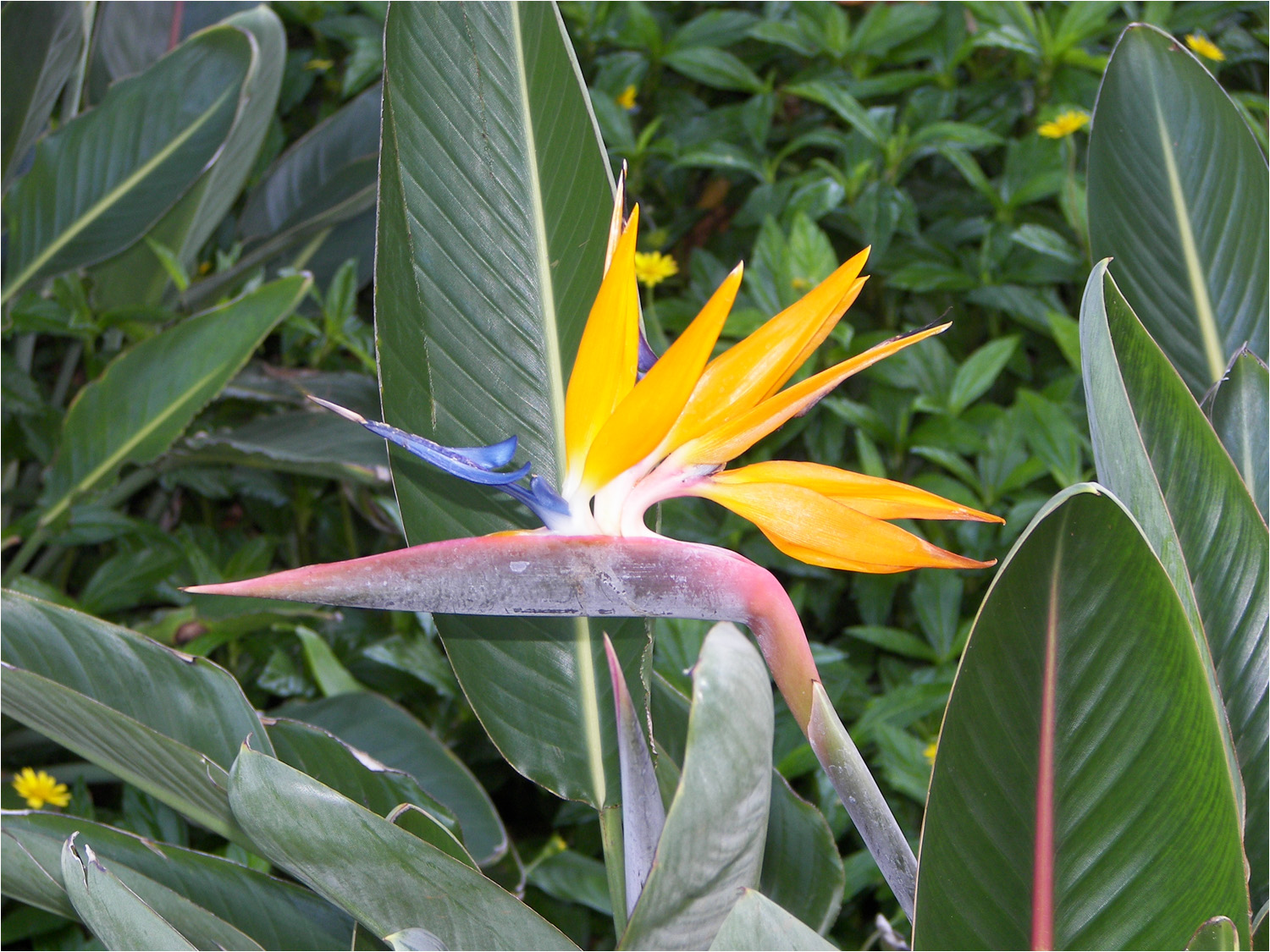 Bird of Paradise taken at Poipu Kapili