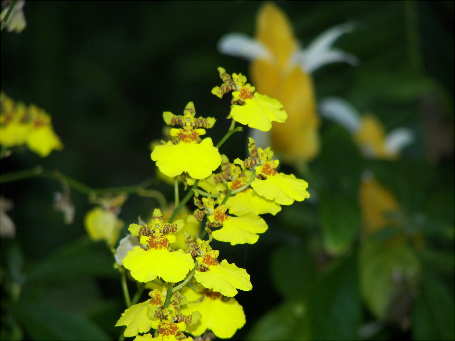 Unknown flower taken at Grand Hyatt.