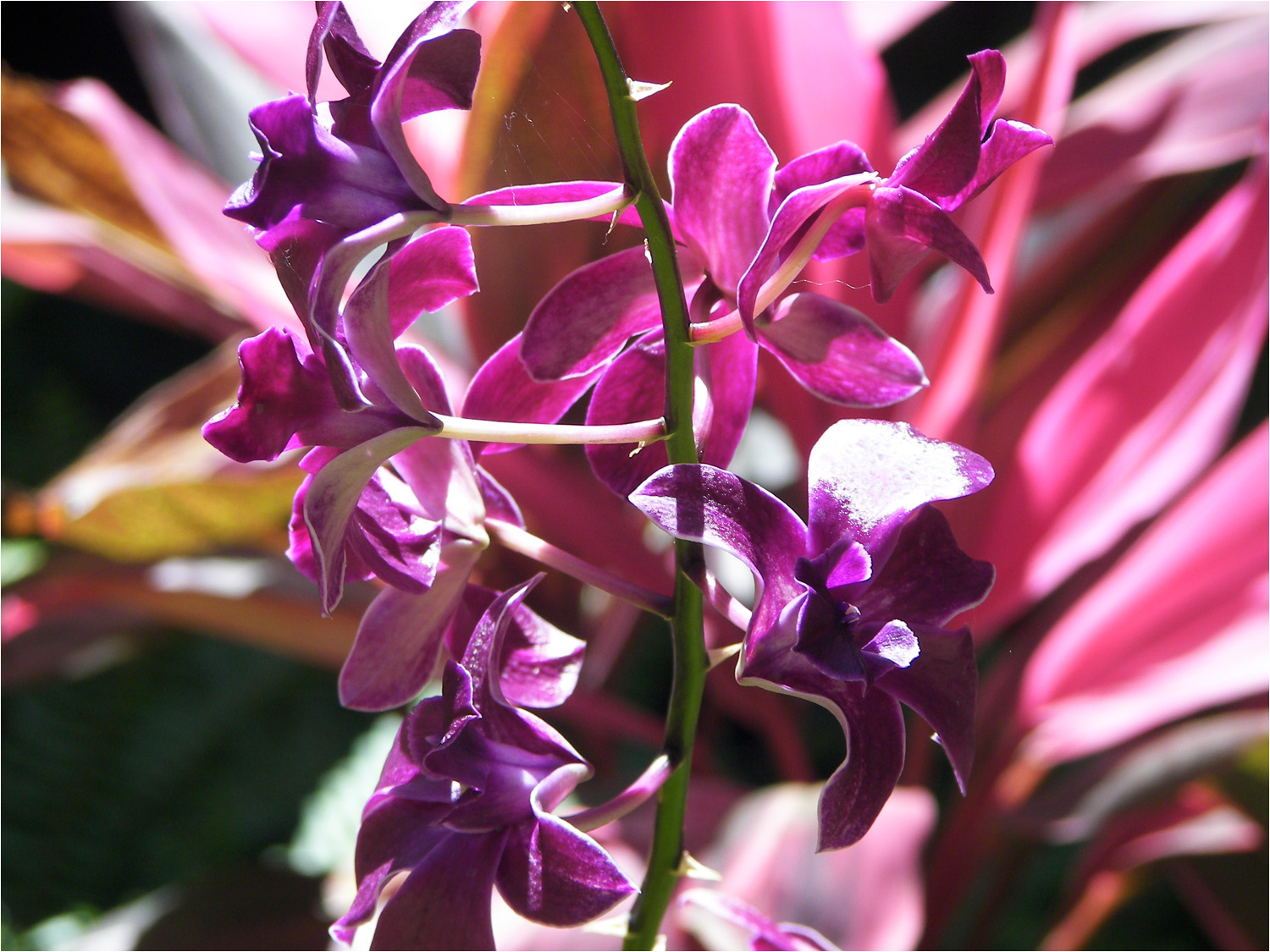 Orchid taken at the Grand Hyatt Kauai