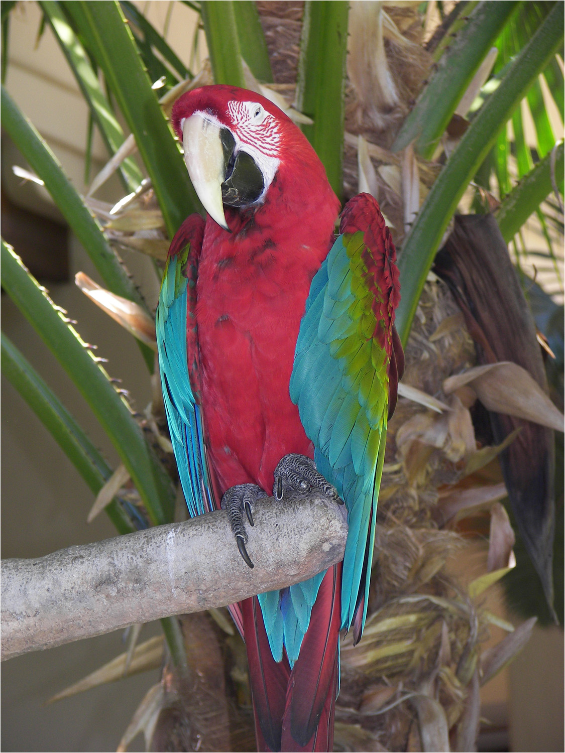 One of the Hyatt parrots