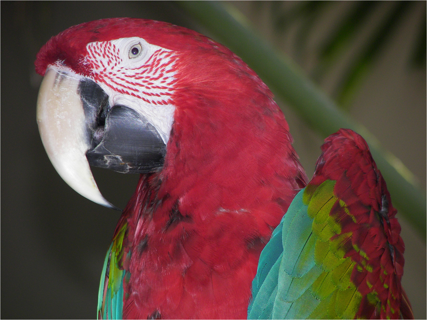 One of the Hyatt parrots