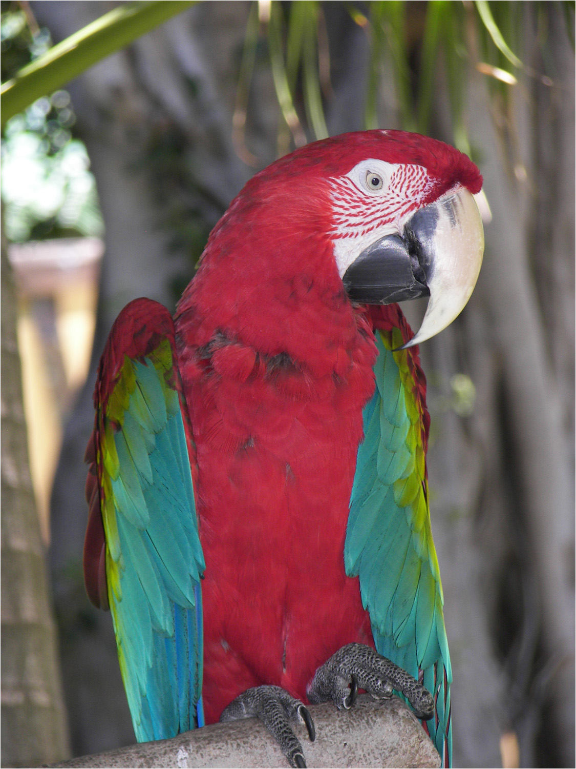 One of the Hyatt parrots