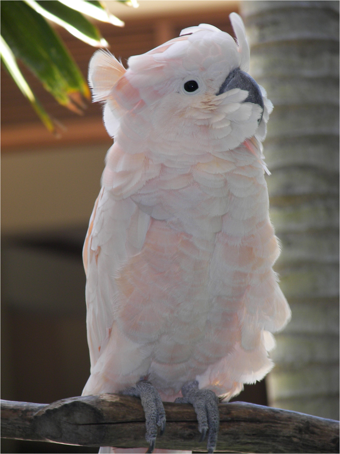 Hyatt Cockatoo