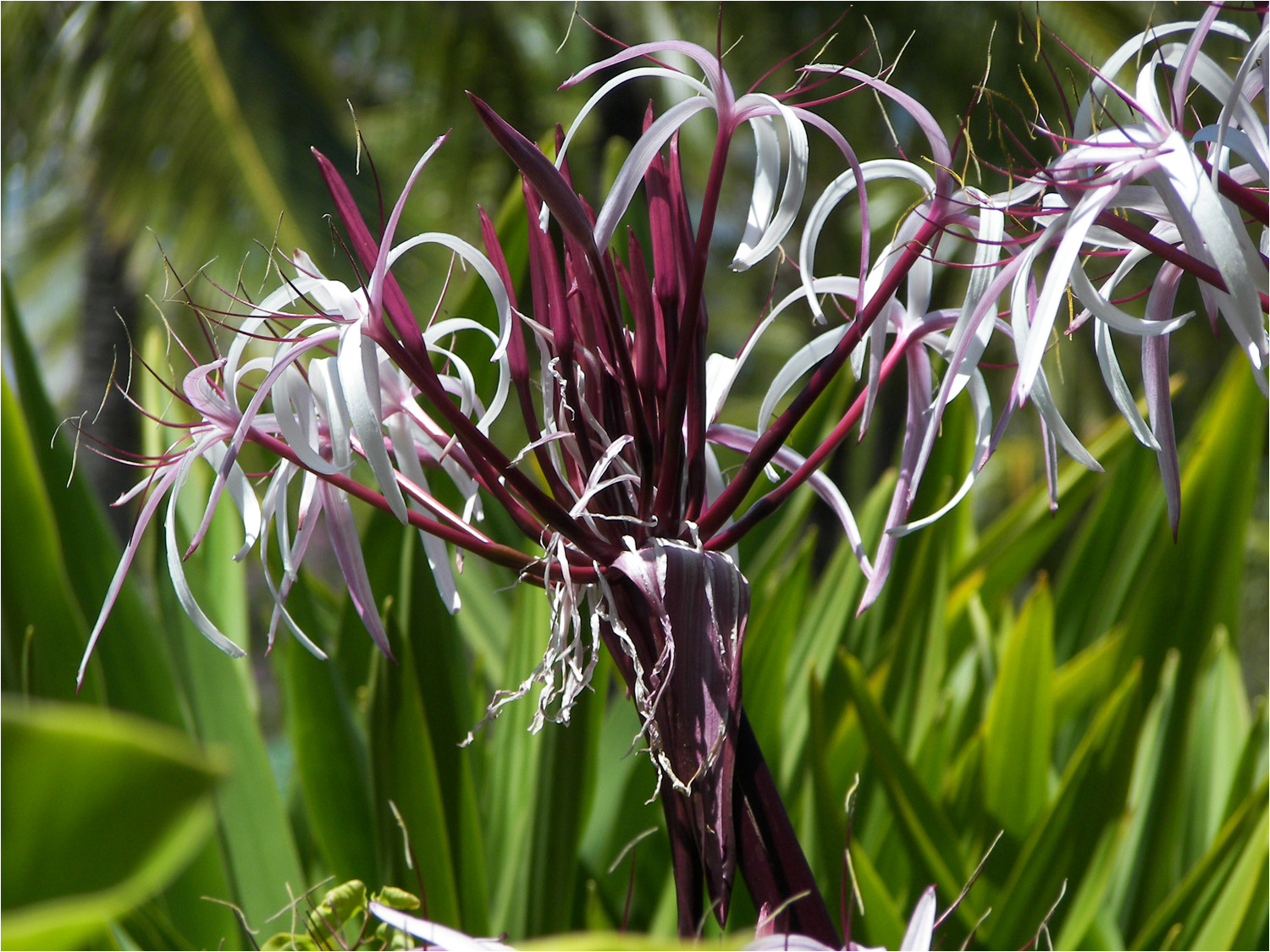 More vegetation at the Hyatt