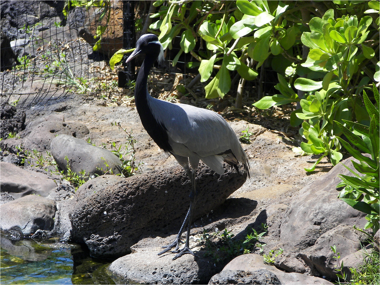 Unknown bird at Hyatt