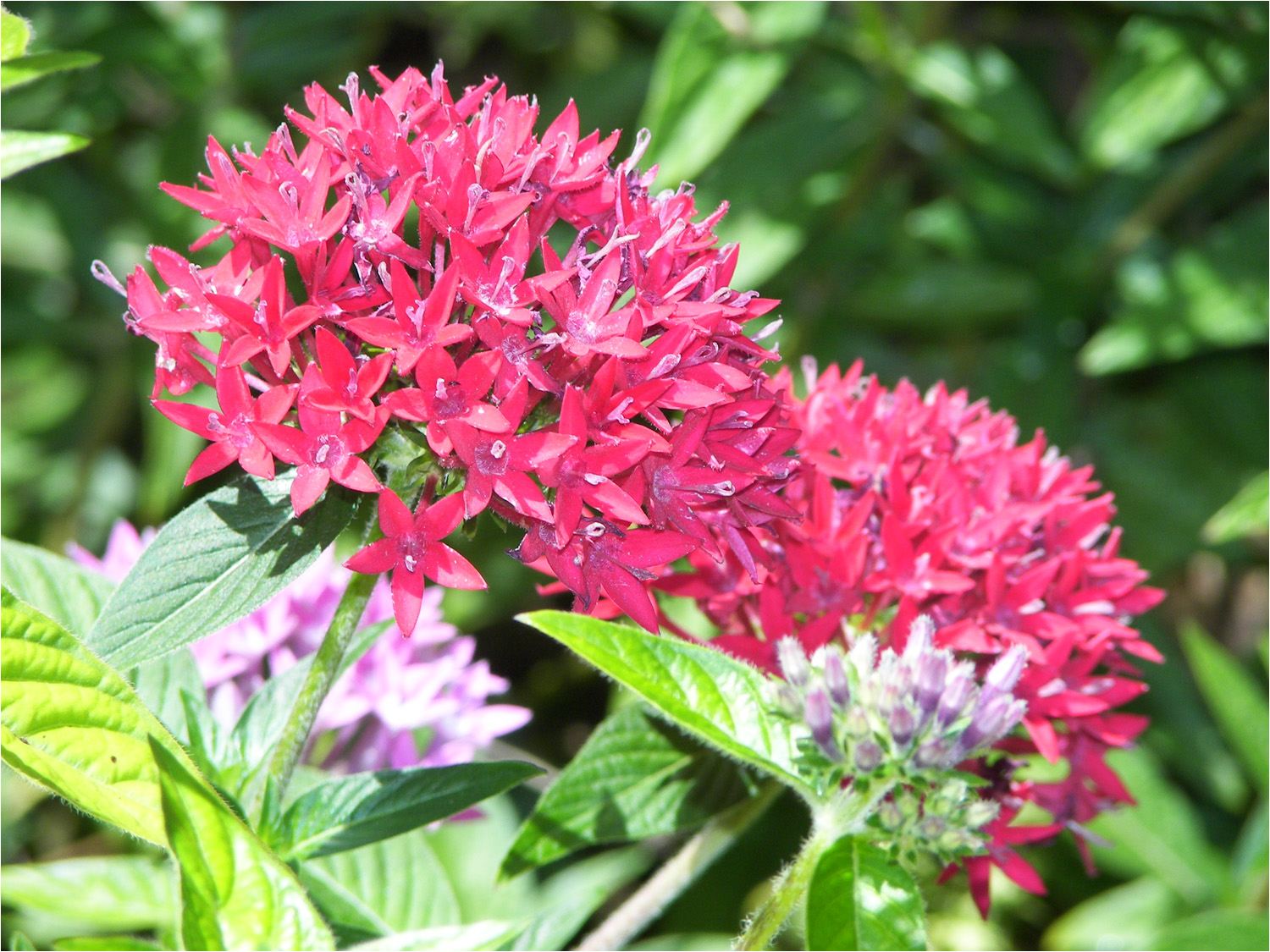 Ixora taken at Hyatt