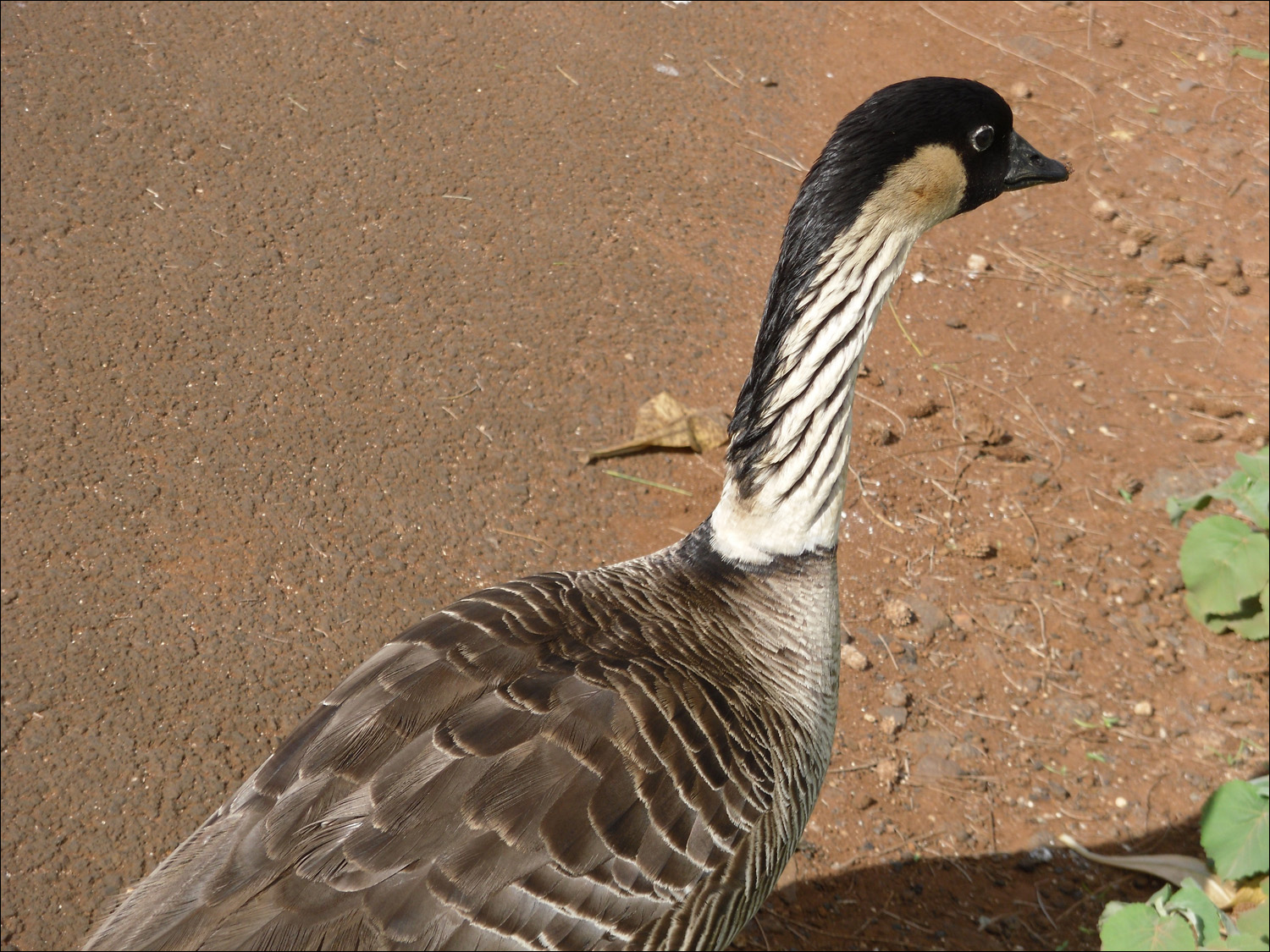 Nenes on the grounds at Kilauea lighthouse