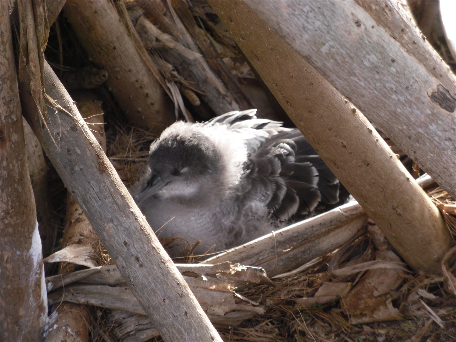 Nenes on the grounds at Kilauea lighthouse