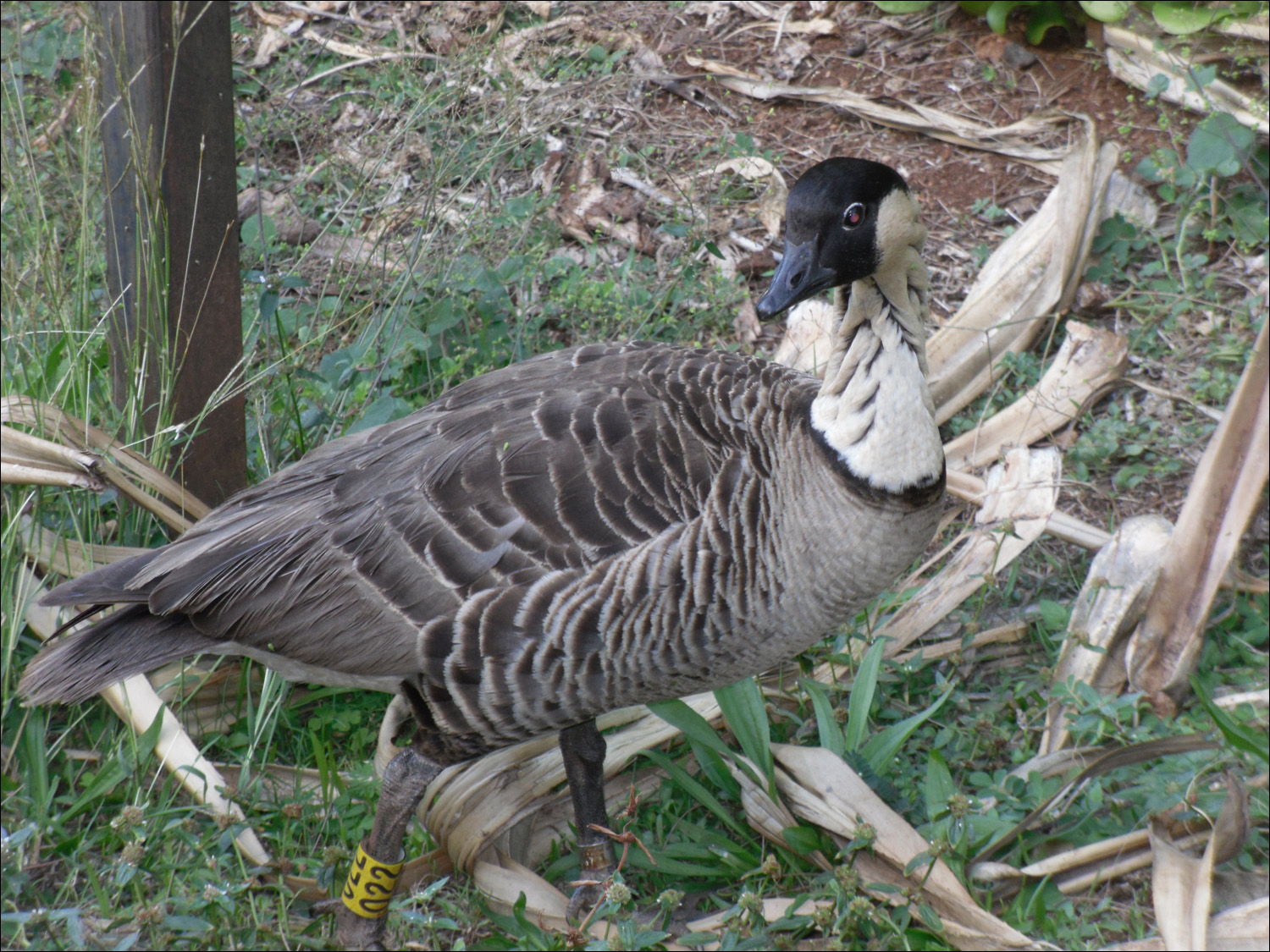 Nene goose @Kilauea