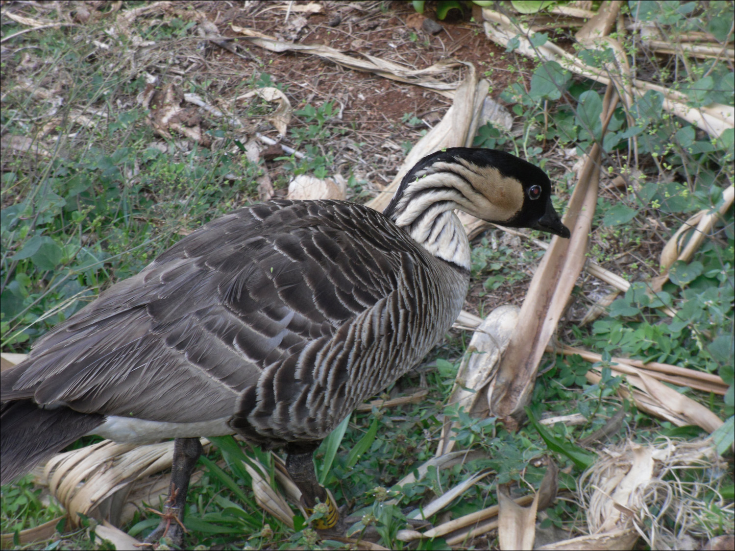 Nene goose @Kilauea