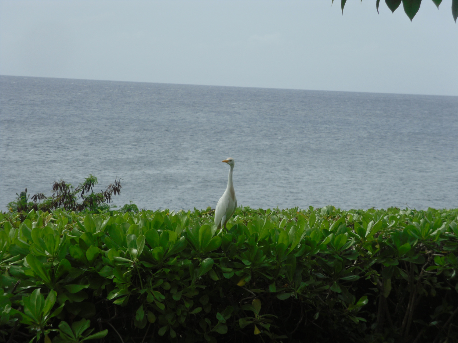 condo egret