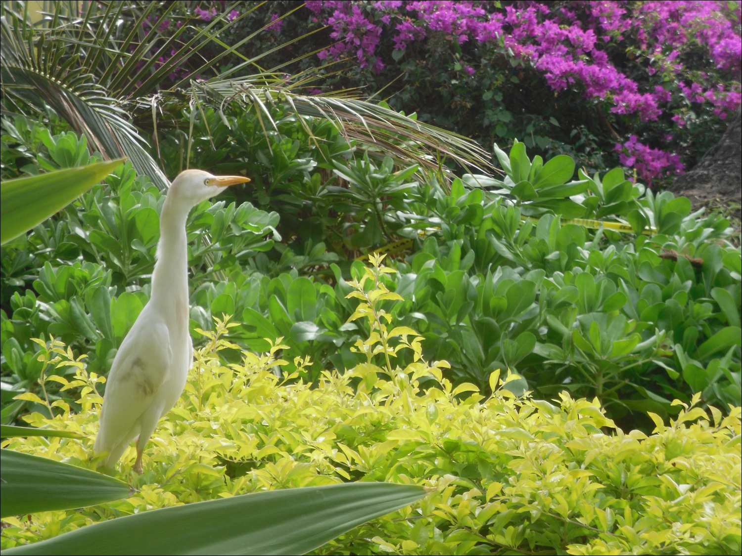 condo egret